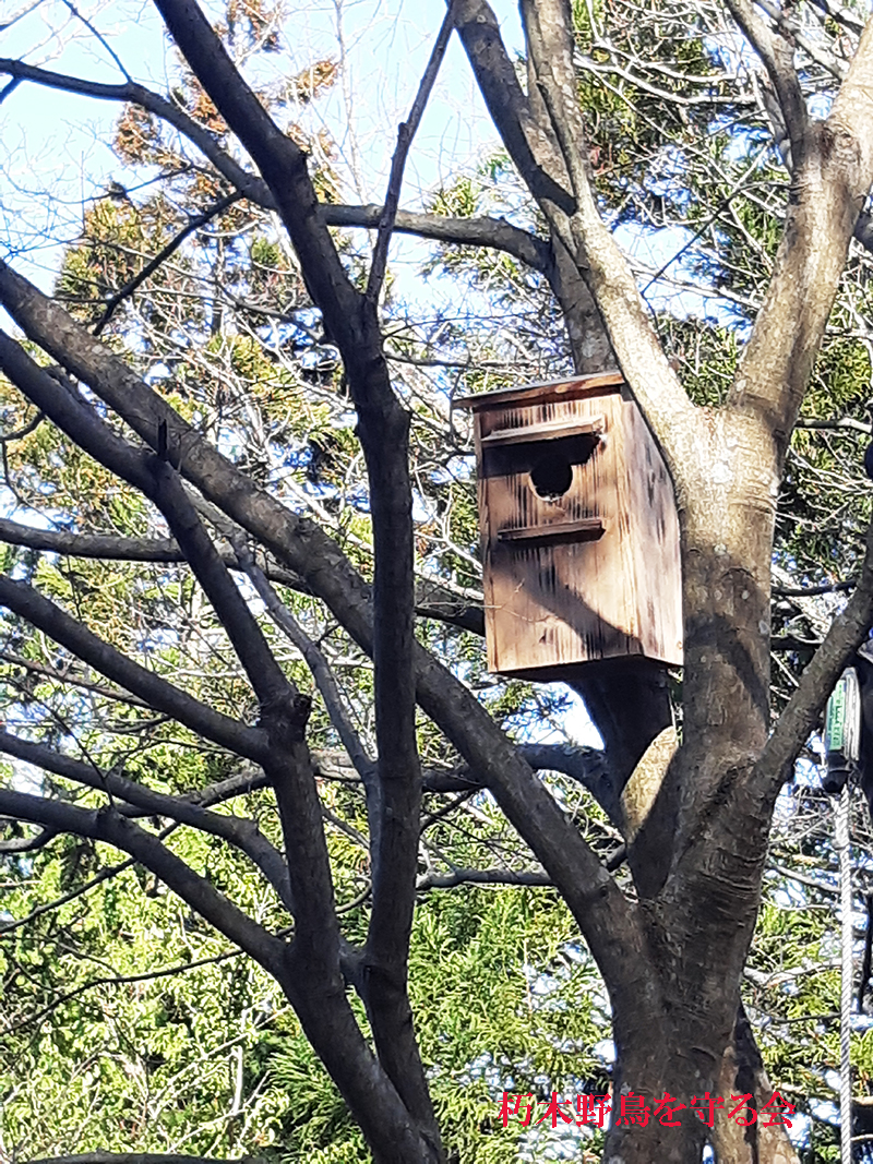 巣箱中を確認 4個中3個に何者かが入ってます 朽木 野鳥を守る会