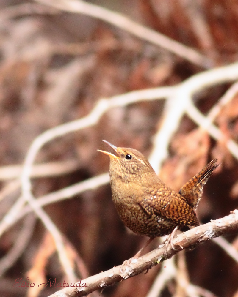 滋賀県 高島市 グリーンパーク様の新たな巣箱設定 許可が下りました 朽木 野鳥を守る会