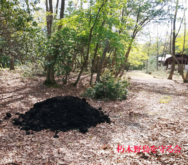 ヤイロチョウを呼び戻そうプロジェクト 実施 大成功 朽木 野鳥を守る会