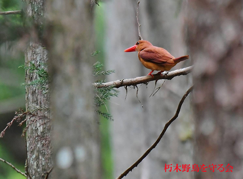 夏鳥 アカショウビン サンコウチョウ他 が次々に飛来 巣箱もシジュウカラが入りました 朽木 野鳥を守る会