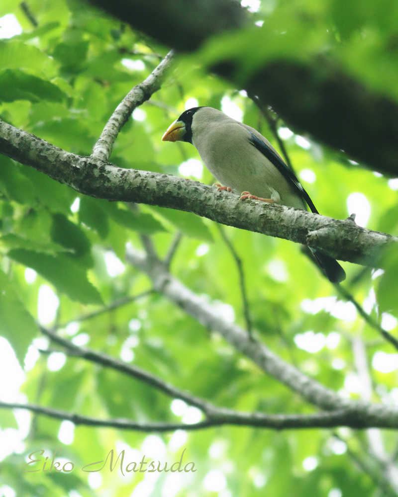 夏鳥 アカショウビン サンコウチョウ他 が次々に飛来 巣箱もシジュウカラが入りました 朽木 野鳥を守る会