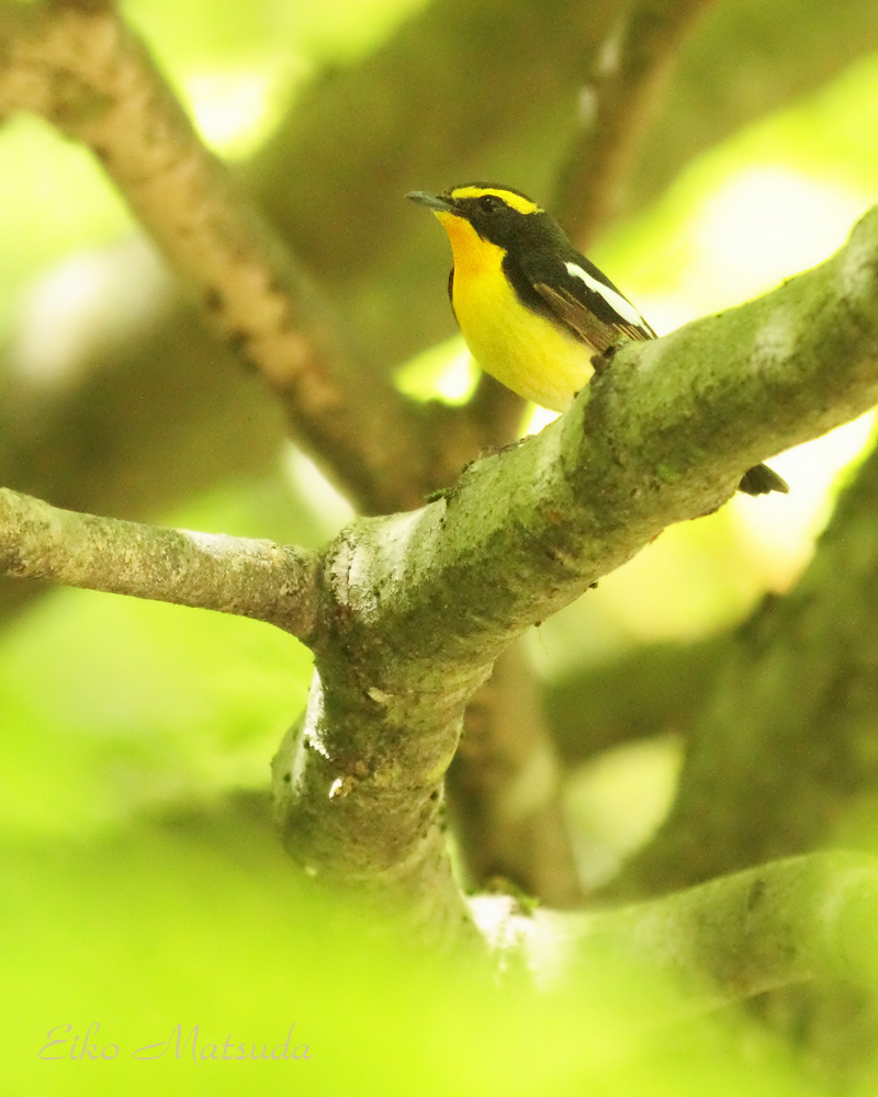 夏鳥 アカショウビン サンコウチョウ他 が次々に飛来 巣箱もシジュウカラが入りました 朽木 野鳥を守る会