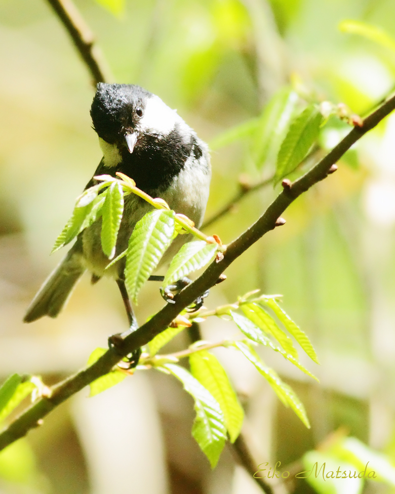 夏鳥 アカショウビン サンコウチョウ他 が次々に飛来 巣箱もシジュウカラが入りました 朽木 野鳥を守る会