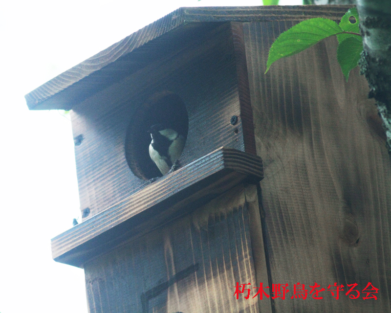 朽木野鳥を守る会　巣箱