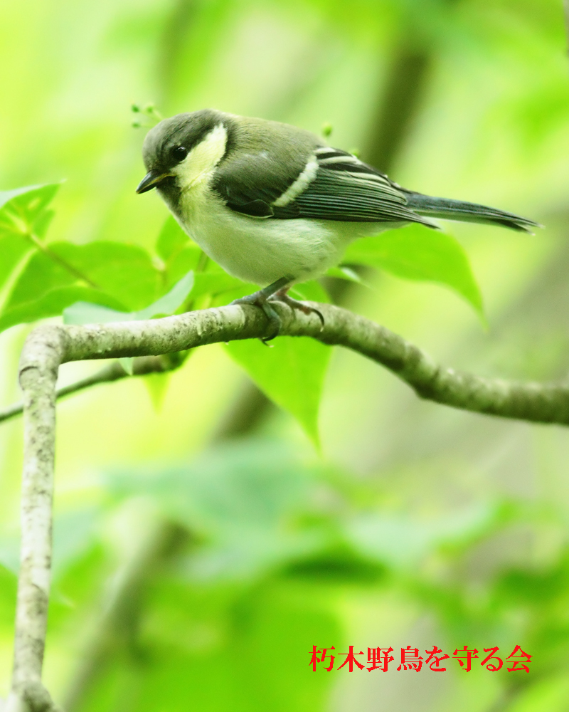 6月21日から入口道路解放 現地では 新たなヒナ誕生ラッシュ 朽木 野鳥を守る会