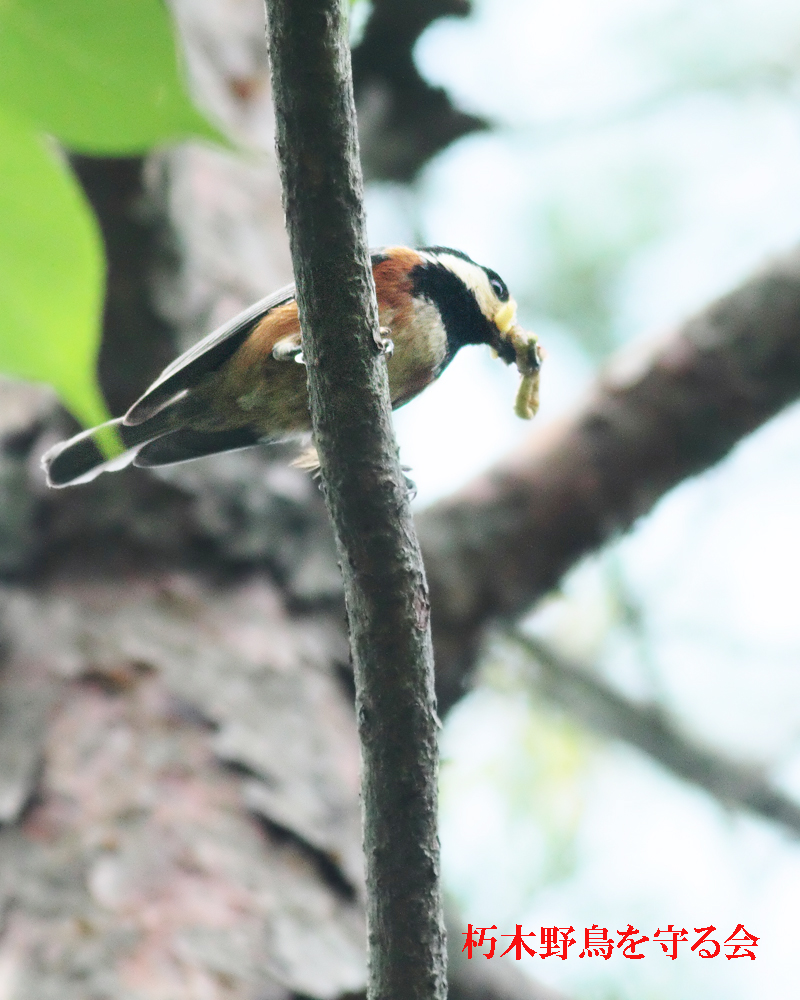巣箱のヤマガラ 雛が孵って子育て中 親鳥が奮闘しています 朽木 野鳥を守る会