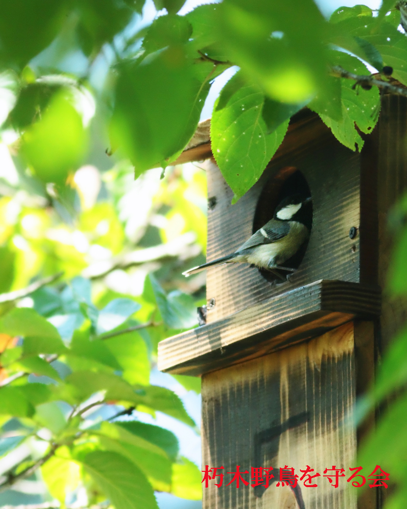 巣箱からシジュウカラの雛誕生 無事に元気いっぱい巣立ってほしい 朽木 野鳥を守る会