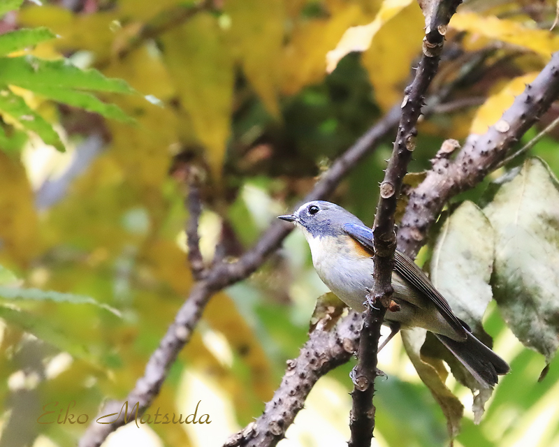 令和3年11月朽木の現地野鳥情報 ルリビタキ多数 朽木 野鳥を守る会