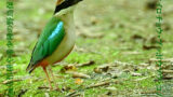 お願い ヤイロチョウの鳴き声テープを鳴らさないでください 朽木 野鳥を守る会