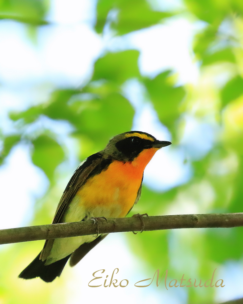 5月の現地野鳥情報 サンショウクイ多数 サシバ ムシクイ コサメビタキ等 朽木 野鳥を守る会