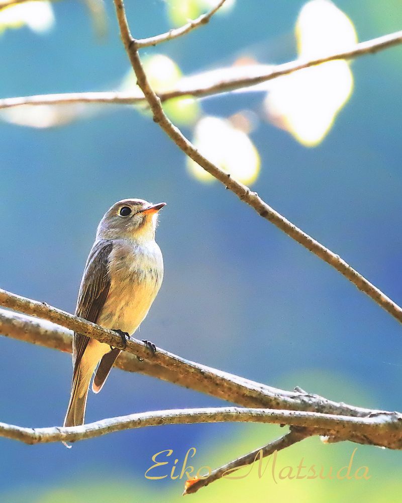 5月の現地野鳥情報 サンショウクイ多数 サシバ ムシクイ コサメビタキ等 朽木 野鳥を守る会