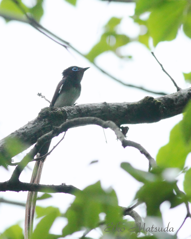 令和4年5月29日 日 第2回野鳥観察会を実施しますので 是非 ご参加下さいませ 朽木 野鳥を守る会