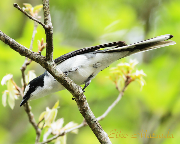 令和4年5月29日 日 第2回野鳥観察会を実施しますので 是非 ご参加下さいませ 朽木 野鳥を守る会