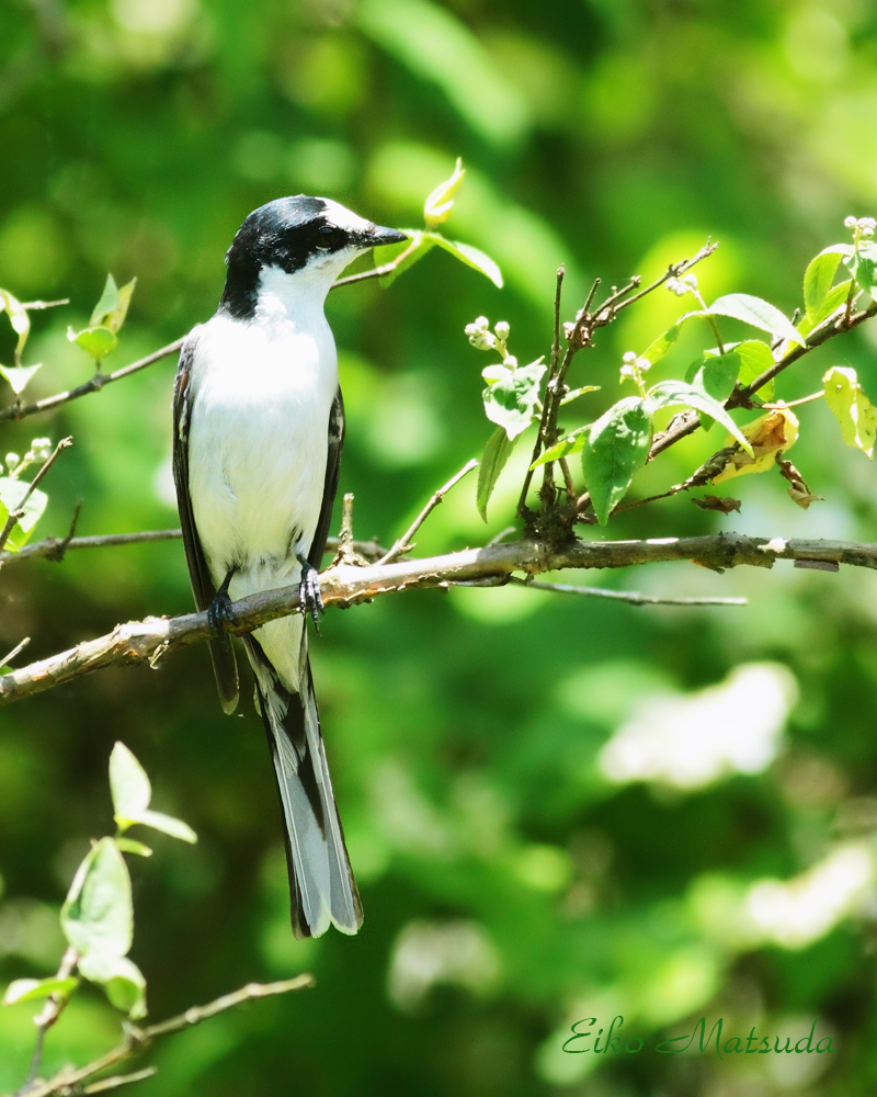 令和4年6月12日 日 第3回野鳥観察会を 森林公園朽木の森 にて実施しますので 是非ご参加下さいませ 朽木 野鳥を守る会