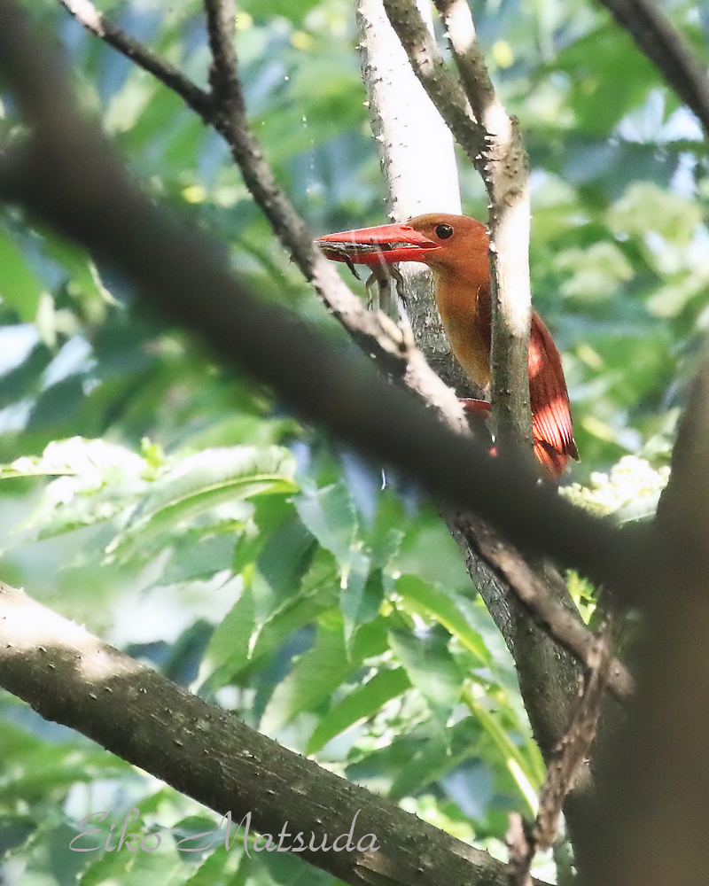 アカショウビンも子育て中 まだ給餌中のクロツグミ等も多数いました 朽木 野鳥を守る会