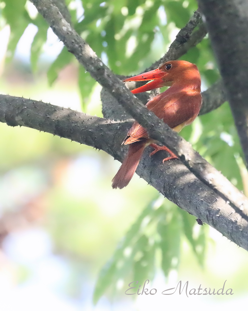 アカショウビンも子育て中 まだ給餌中のクロツグミ等も多数いました 朽木 野鳥を守る会