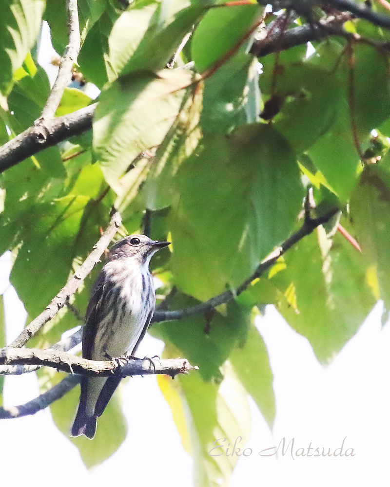 第5回野鳥観察会は 9月24日 土 ビラデスト今津 に日時変更です 鷹の渡りがメインです 朽木 野鳥を守る会