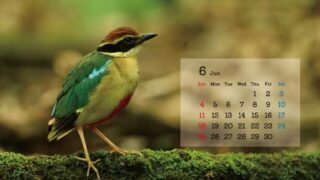 朽木野鳥を守る会　卓上カレンダー