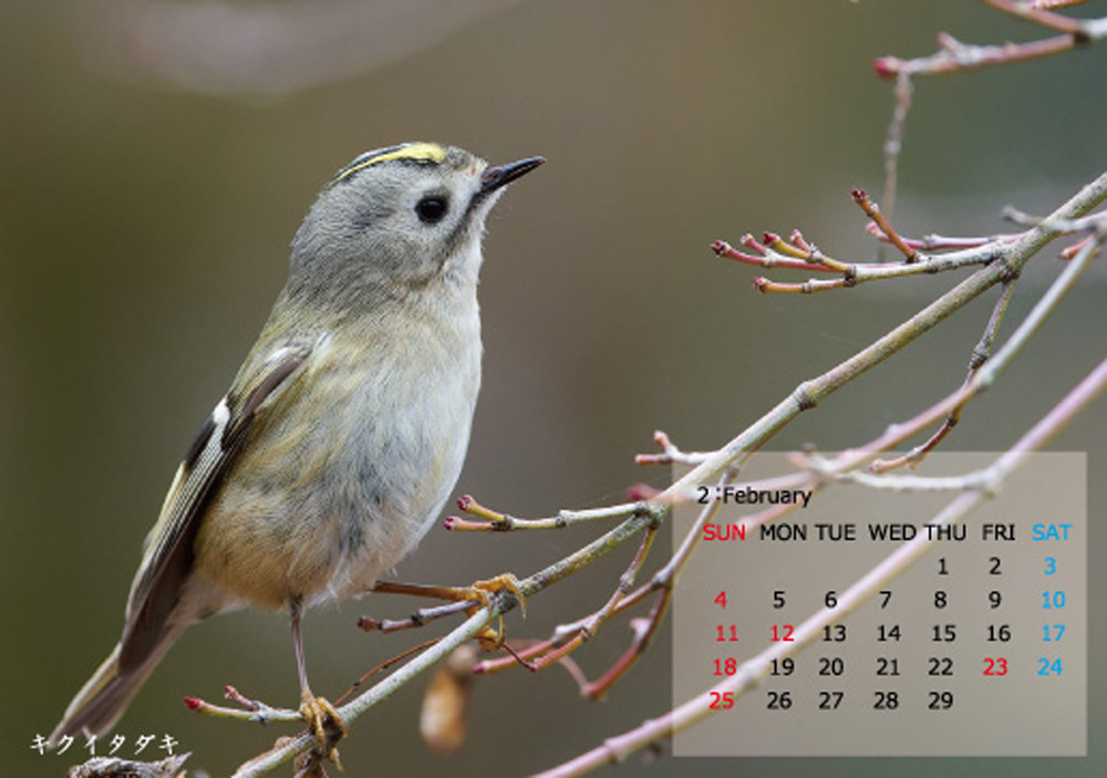 野鳥カレンダー
