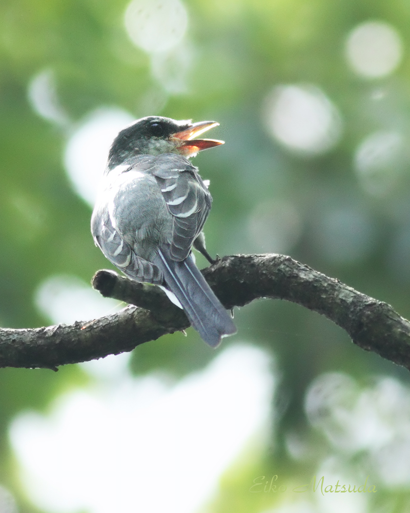 サンショウクイ幼鳥