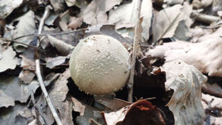 シロタマゴテングタケ