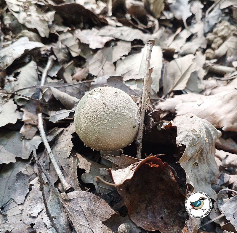 シロタマゴテングタケ