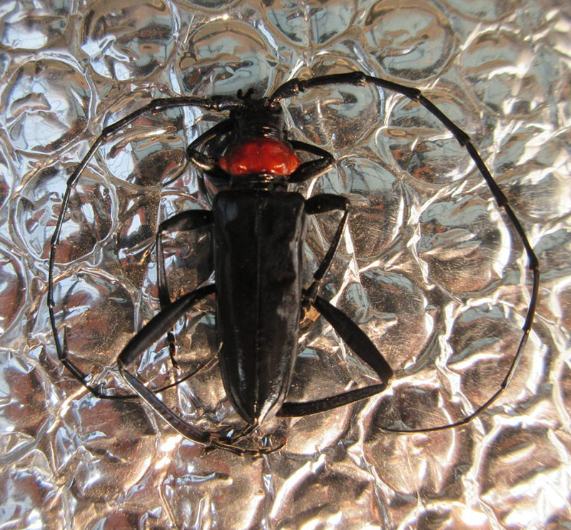 クビアカツヤカミキリ