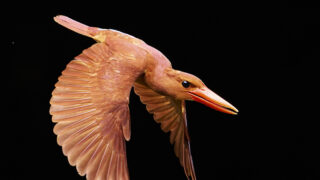 アカショウビン