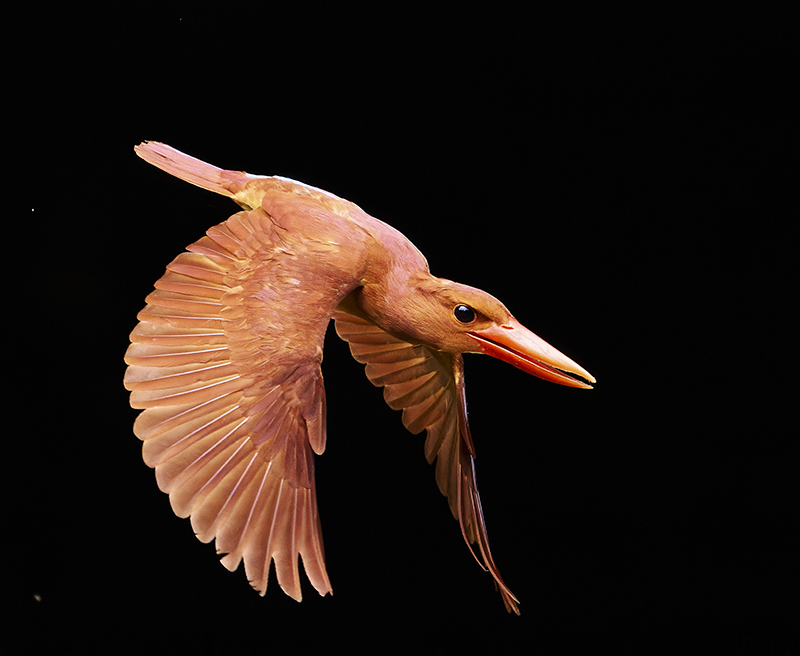 アカショウビン