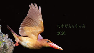 2026年野鳥カレンダー