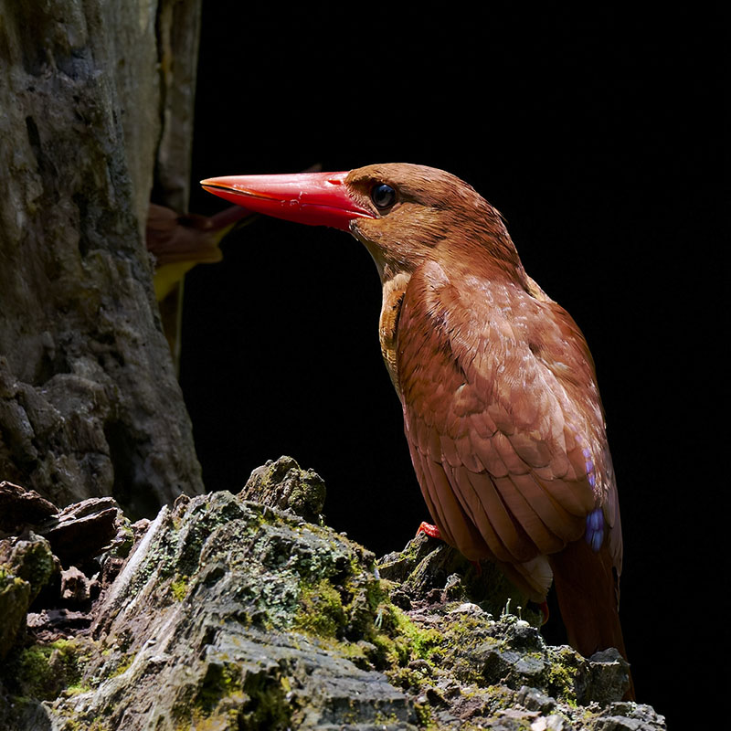 アカショウビン