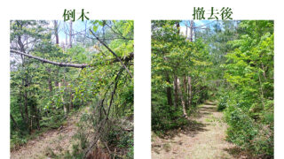 倒木撤去工事