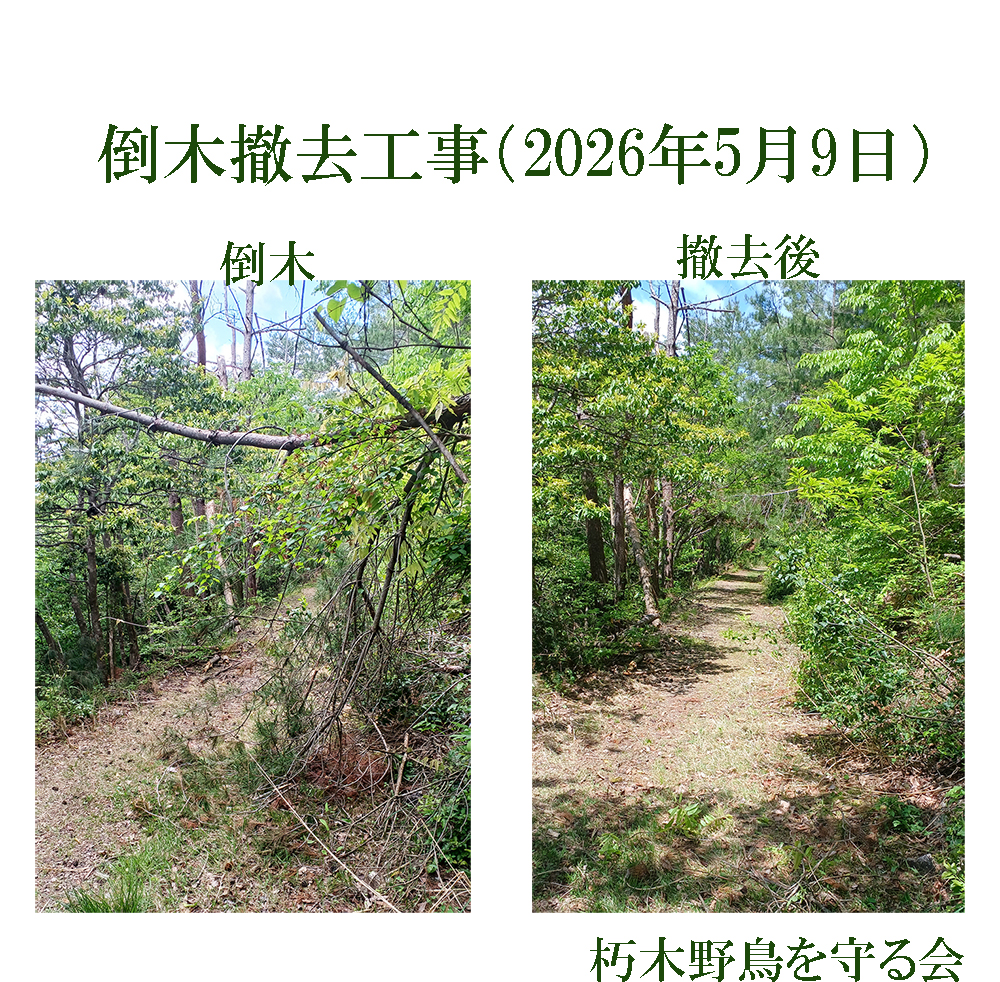 倒木撤去工事