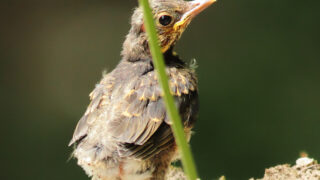 クロツグミ幼鳥