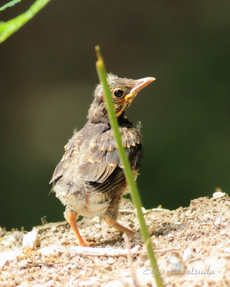 クロツグミ幼鳥