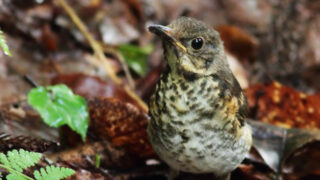 クロツグミ幼鳥